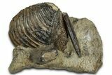 Jurassic Fossil Bivalve (Trigonia) with Belemnite - Germany #357387-1